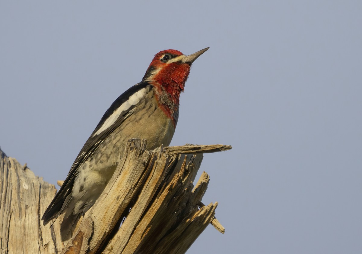 Red-naped x Red-breasted Sapsucker (hybrid) - ML390386001