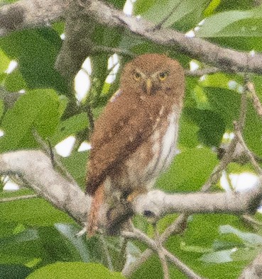 Ferruginous Pygmy-Owl (Ferruginous) - ML39038891
