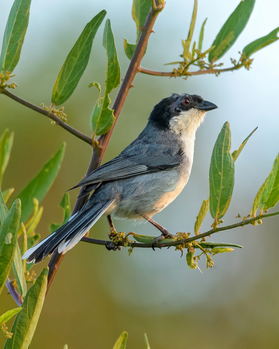 Black-capped Warbling Finch - ML390389091