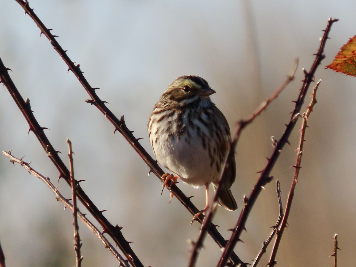 Savannah Sparrow - ML390390771