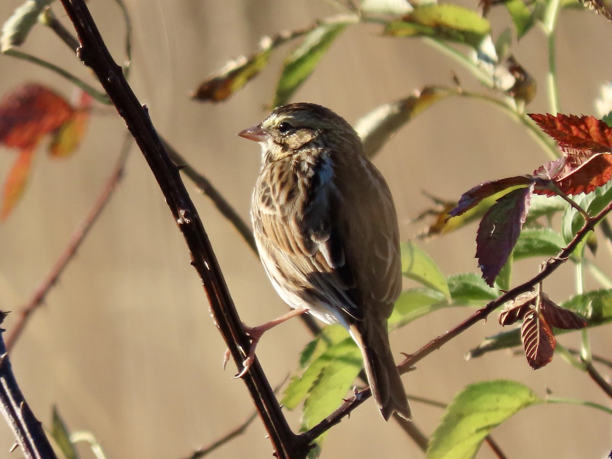 Savannah Sparrow - ML390390781