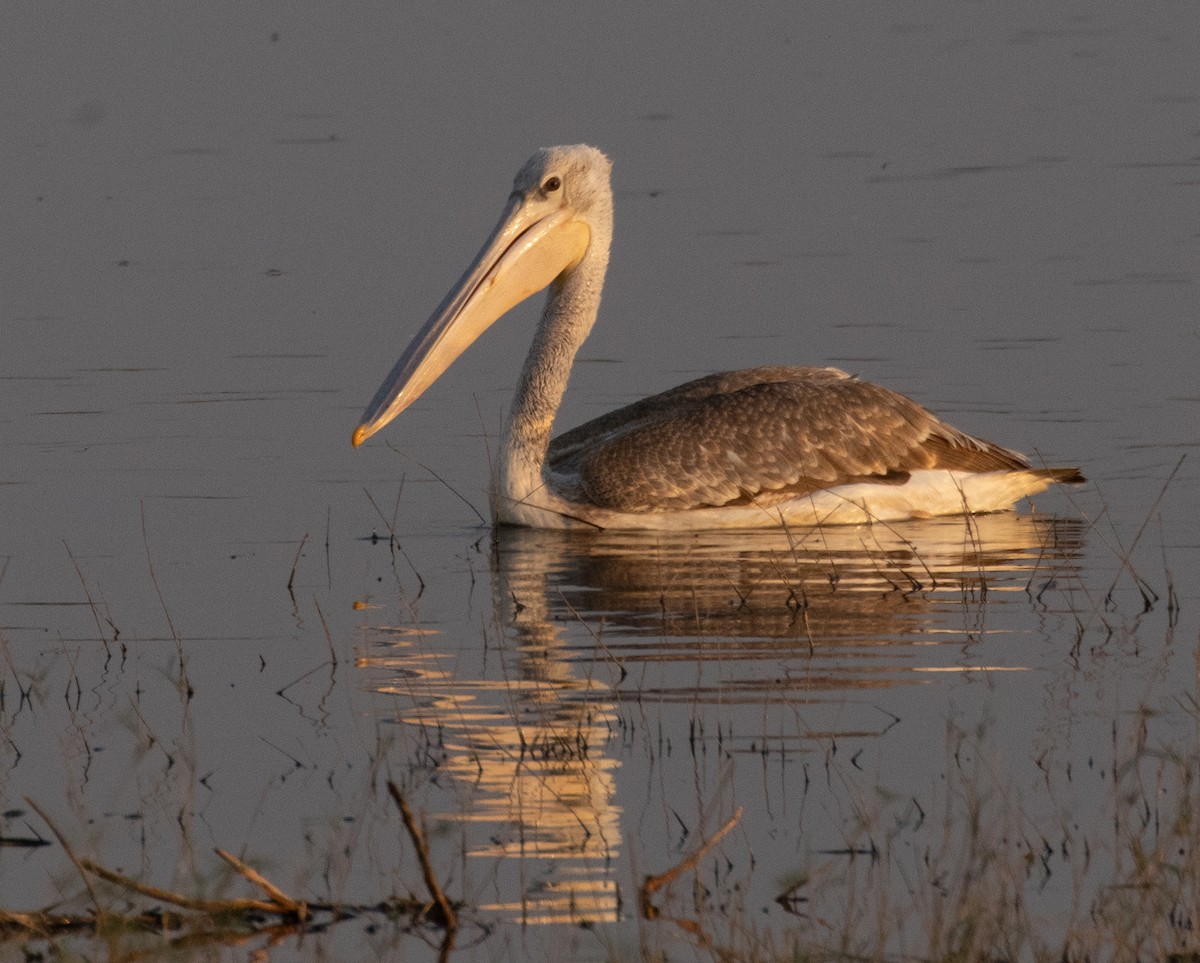 Pink-backed Pelican - ML390402201