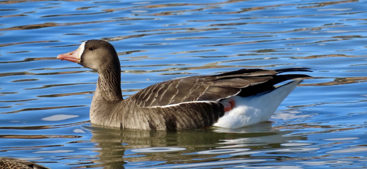 Greater White-fronted Goose - ML390413321