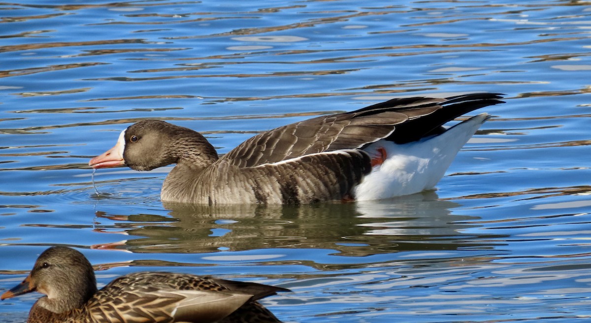 Greater White-fronted Goose - Jonathan Montgomery