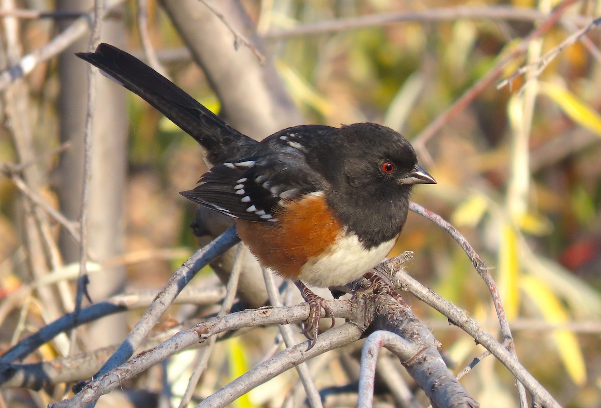 Spotted Towhee - ML390424351