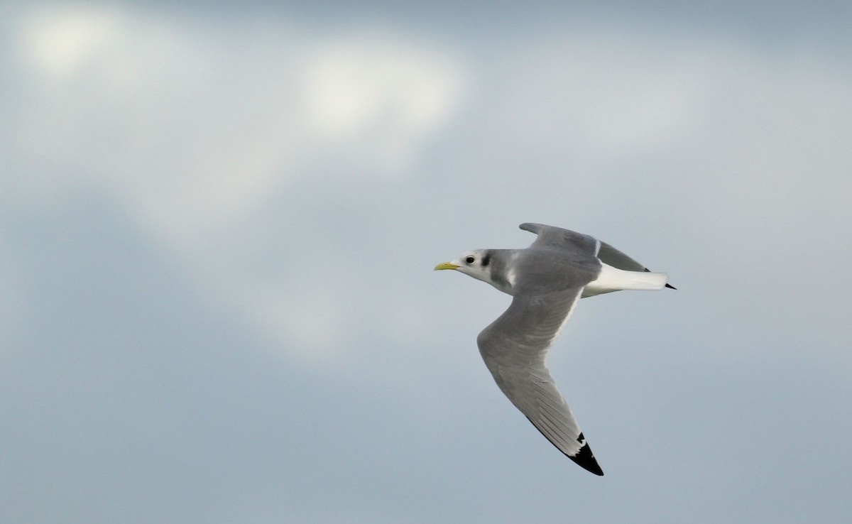 Mouette tridactyle (tridactyla) - ML390424731
