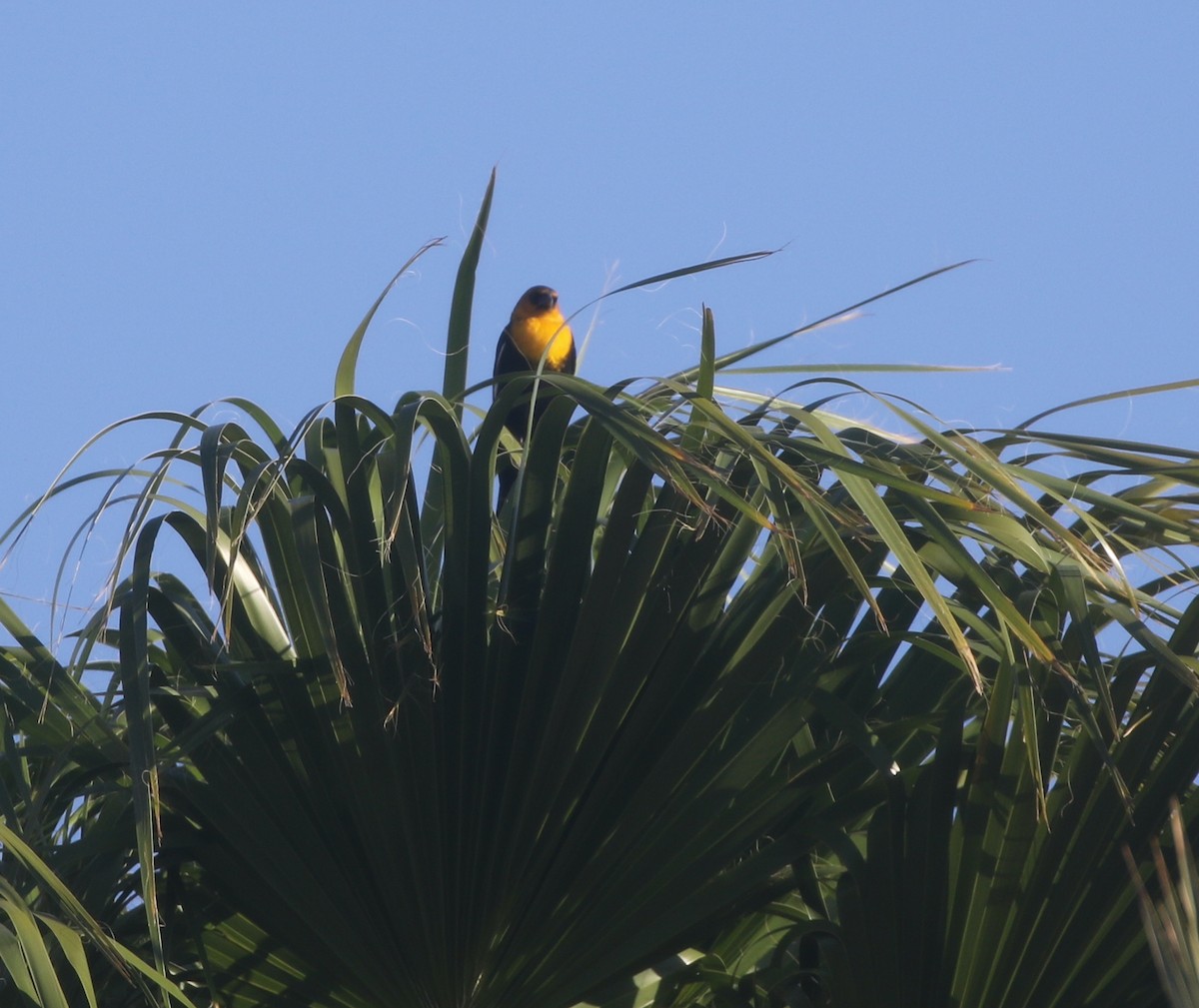 Yellow-headed Blackbird - ML390428961
