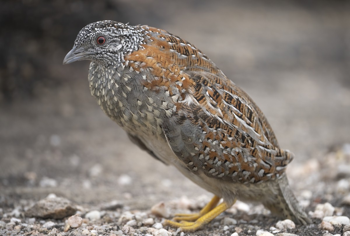 Painted Buttonquail - ML390430381