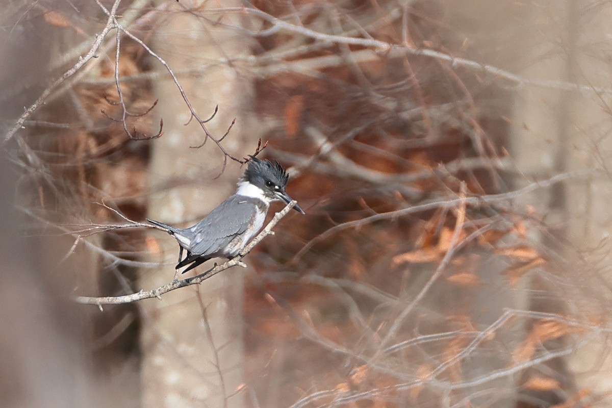Belted Kingfisher - ML390432601