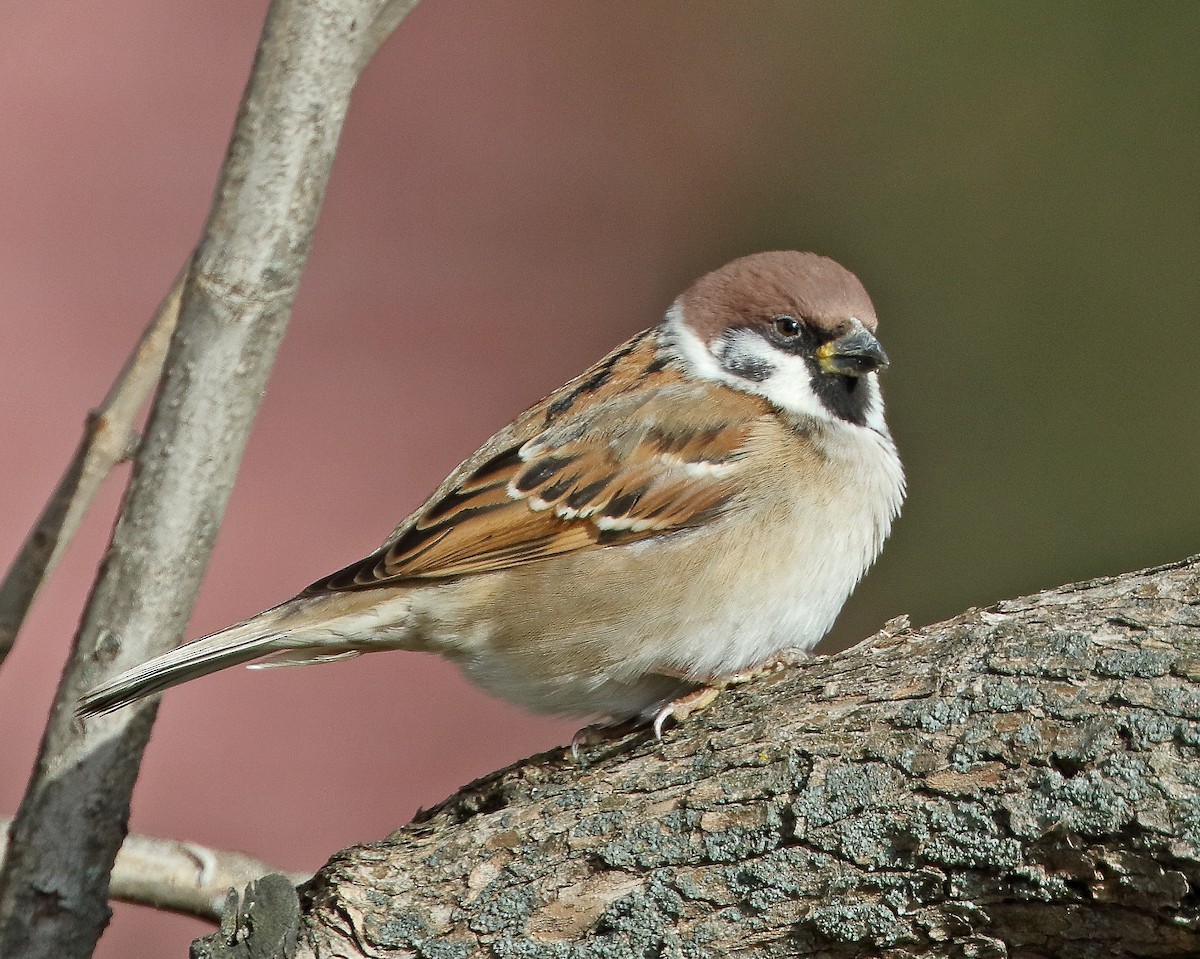 Eurasian Tree Sparrow - ML390438271
