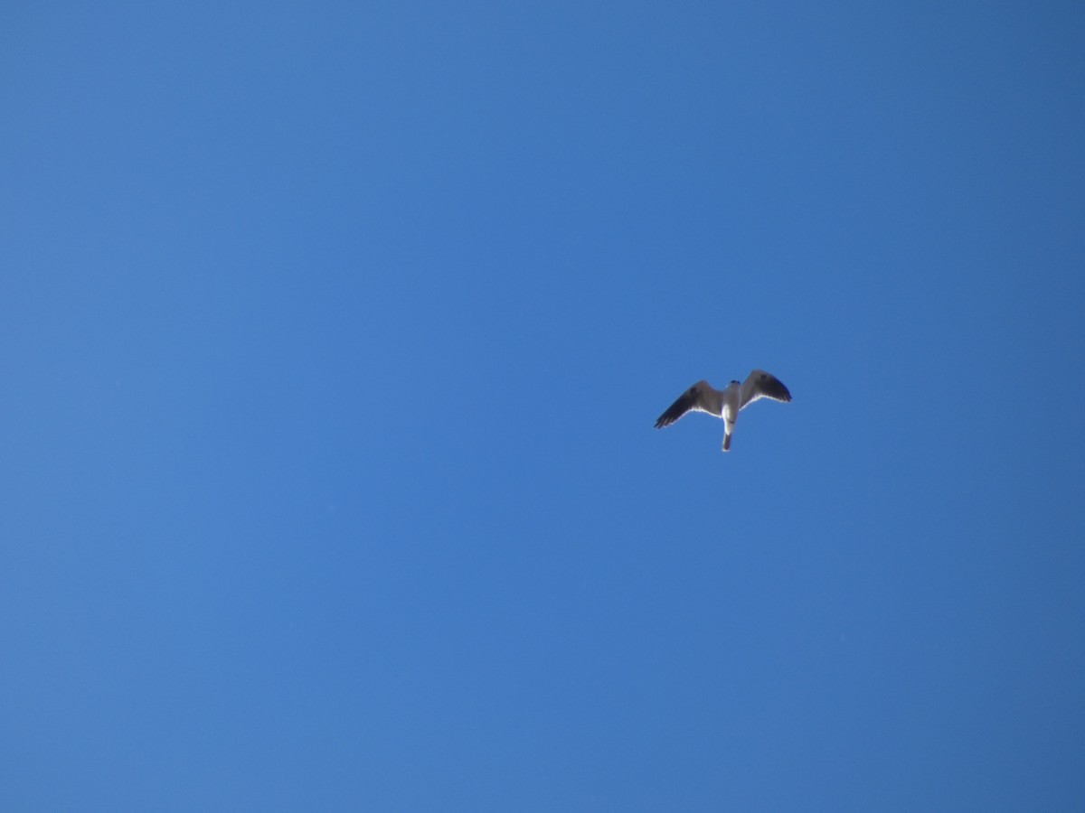 White-tailed Kite - Derek Sallmann