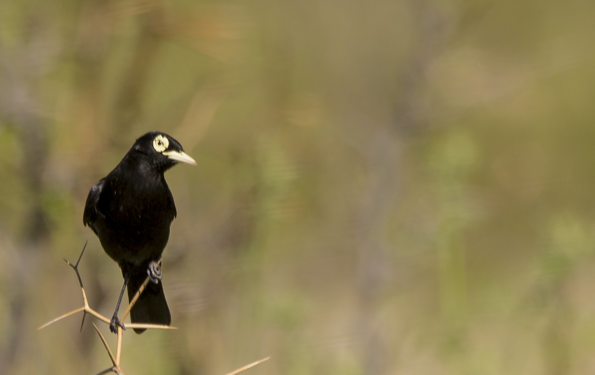 Spectacled Tyrant - ML390450081