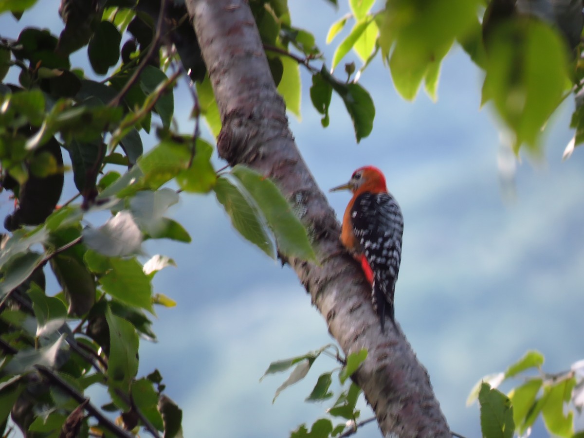 Rufous-bellied Woodpecker - ML39045631