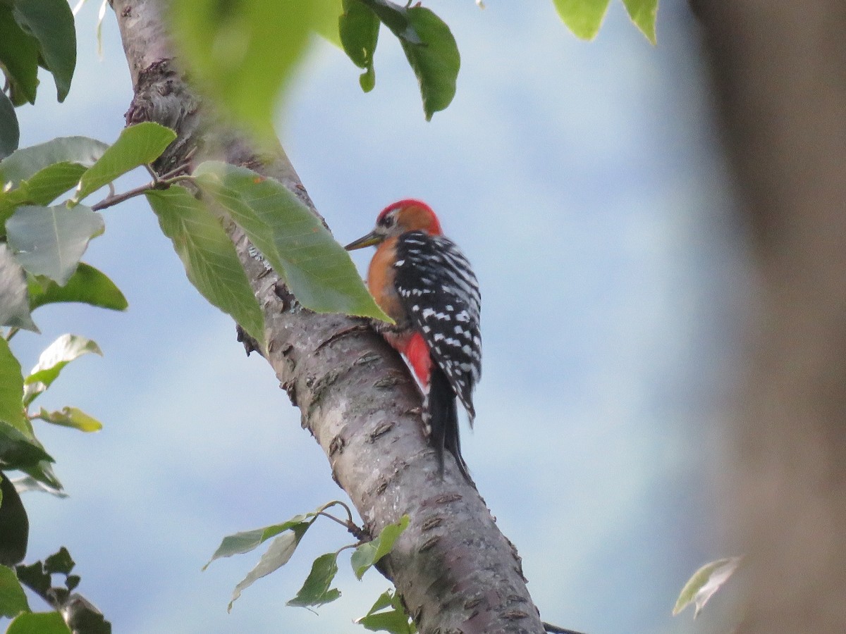 Rufous-bellied Woodpecker - ML39045701