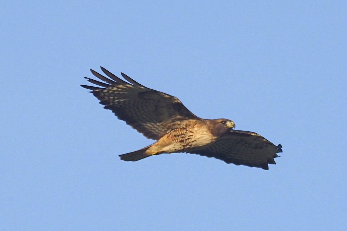 Red-tailed Hawk - ML390457171
