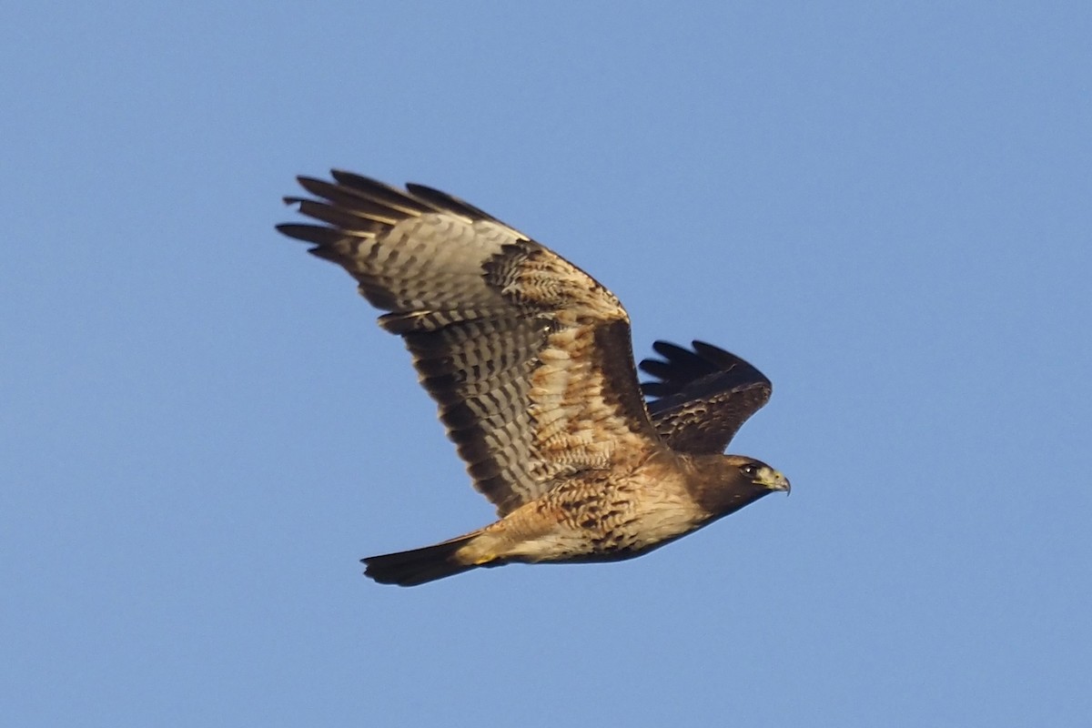 Red-tailed Hawk - ML390457181