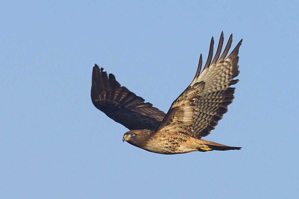 Red-tailed Hawk - ML390457191