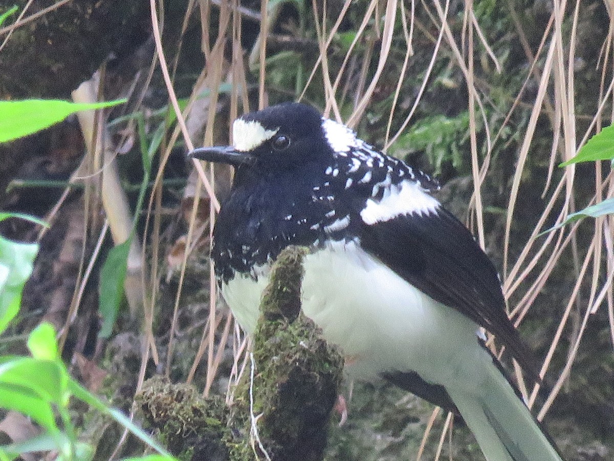 Spotted Forktail - ML39045841