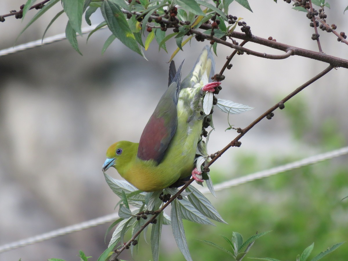 Wedge-tailed Green-Pigeon - ML39046031