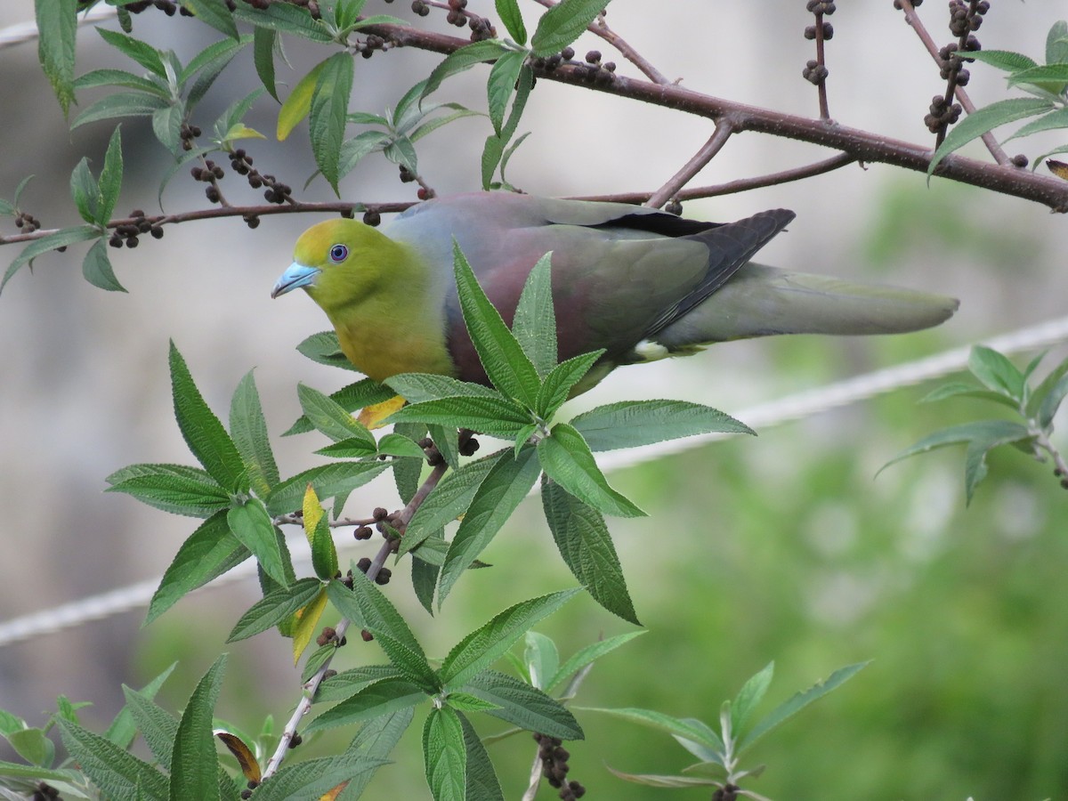 Wedge-tailed Green-Pigeon - ML39046041