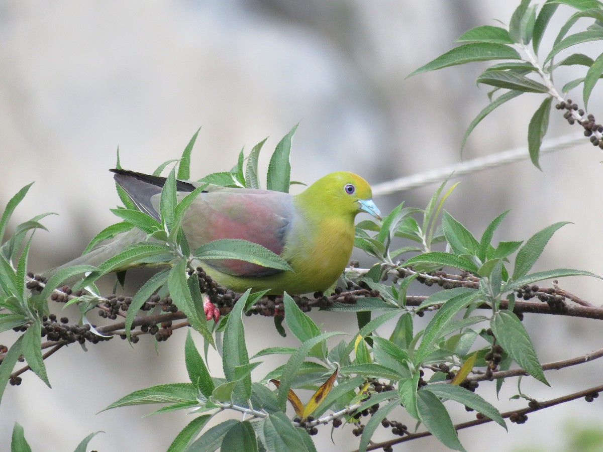 Wedge-tailed Green-Pigeon - ML39046051