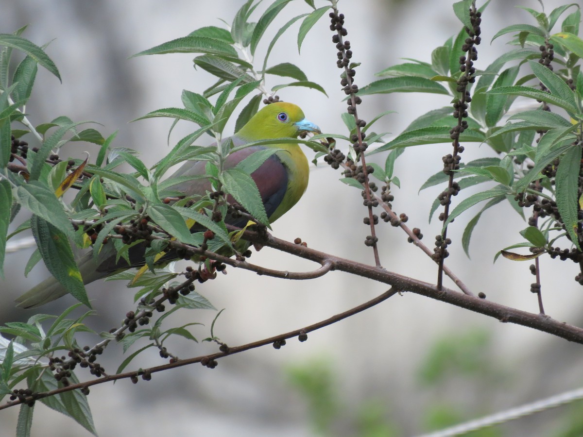 Wedge-tailed Green-Pigeon - ML39046061
