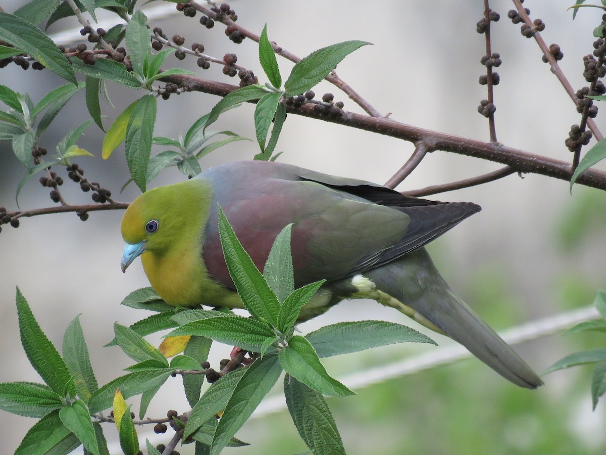 Wedge-tailed Green-Pigeon - ML39046071
