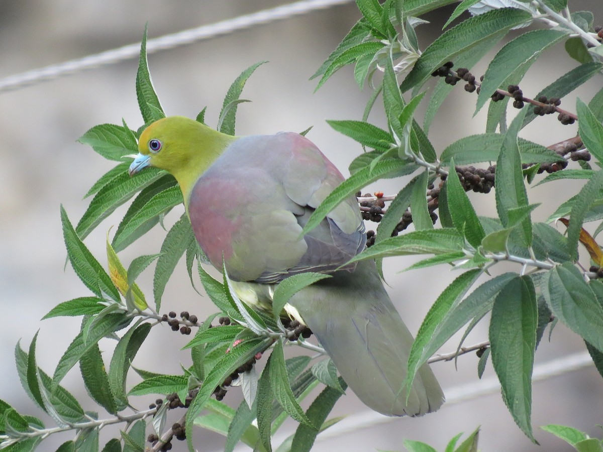 Wedge-tailed Green-Pigeon - Ritvik Singh