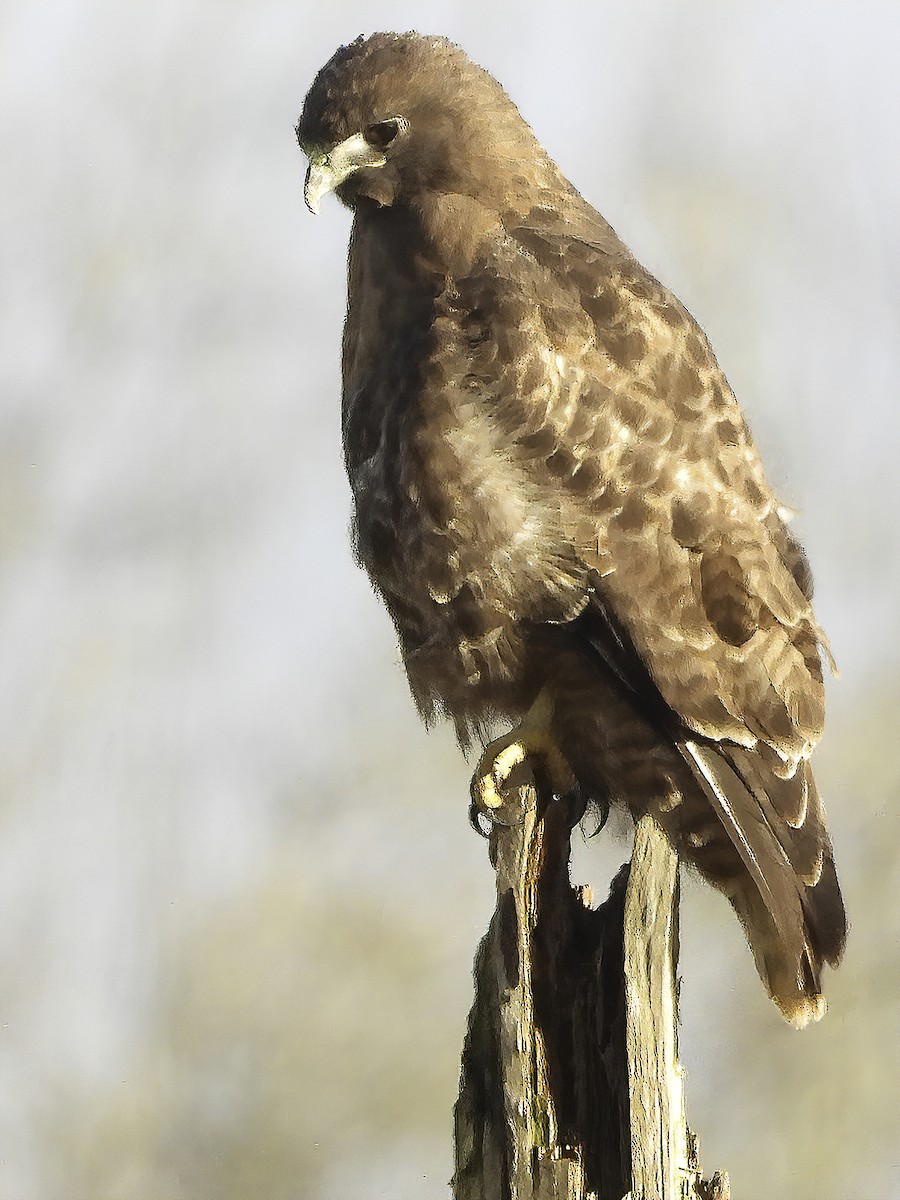 Red-tailed Hawk - Dan Tallman