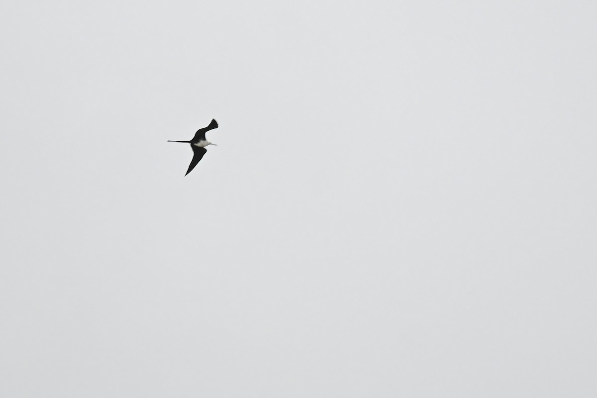 Magnificent Frigatebird - Shank Kulkarni