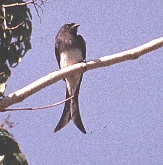 White-bellied Drongo - Karl Overman