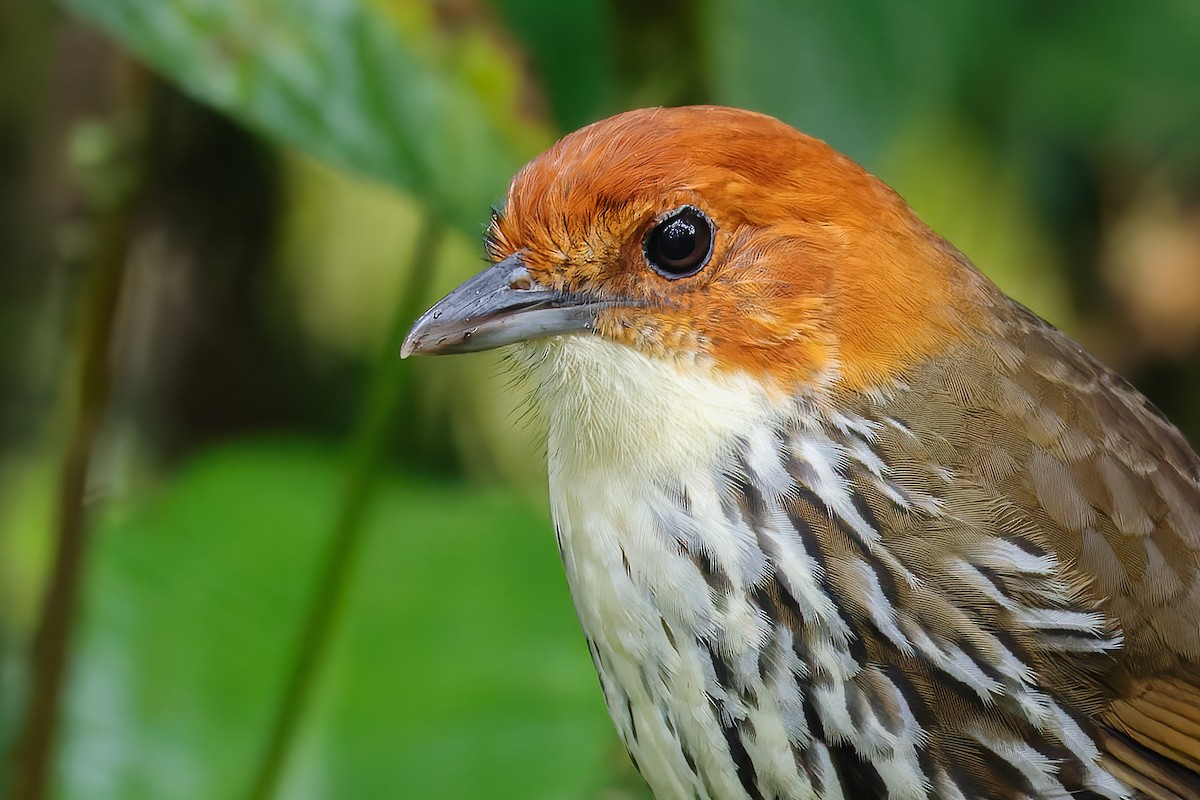 Chestnut-crowned Antpitta - Cesar Ponce