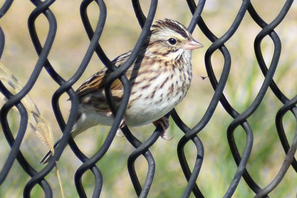 Savannah Sparrow - ML390480621