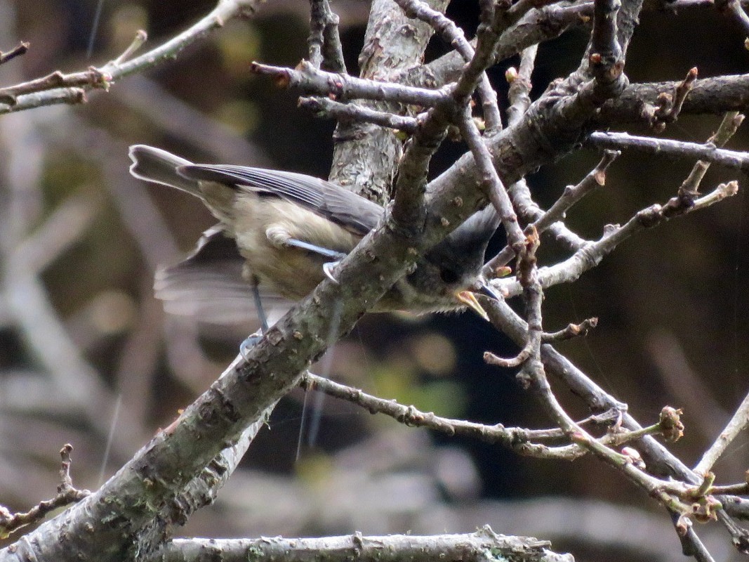 Gray-crested Tit - ML39050111