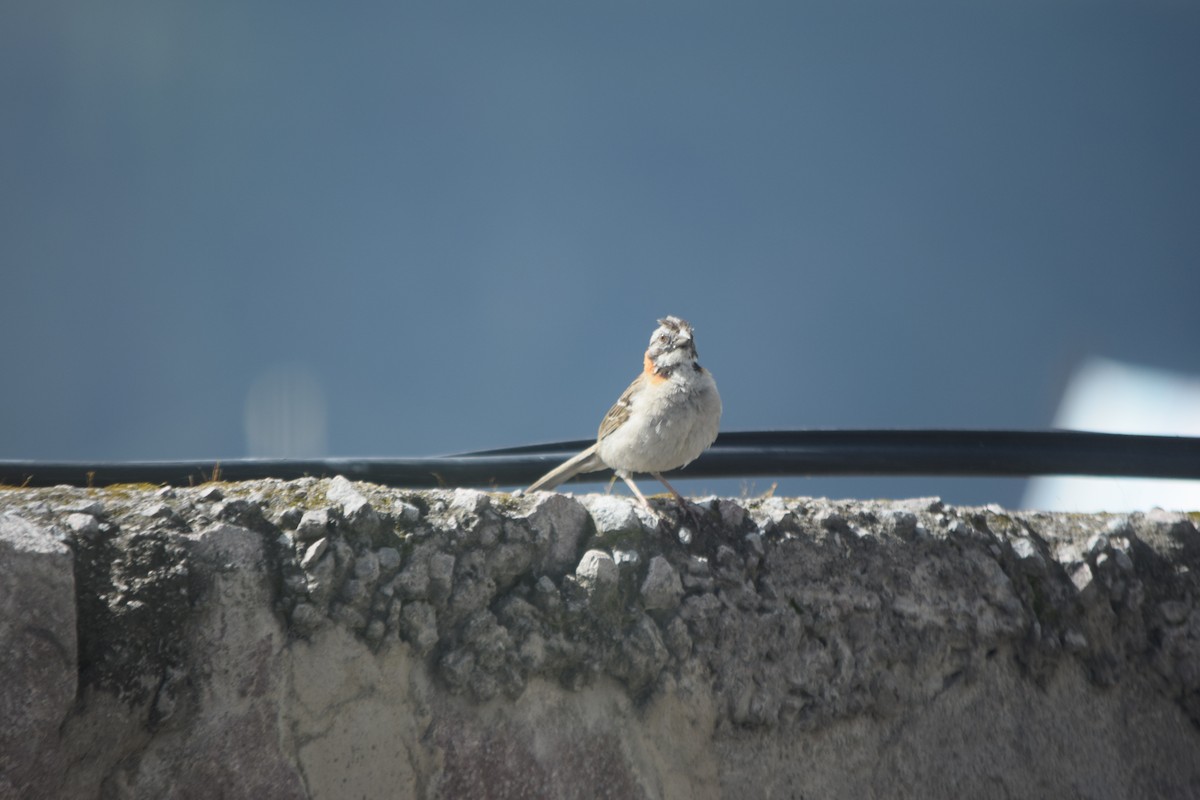 Rufous-collared Sparrow - ML390502761
