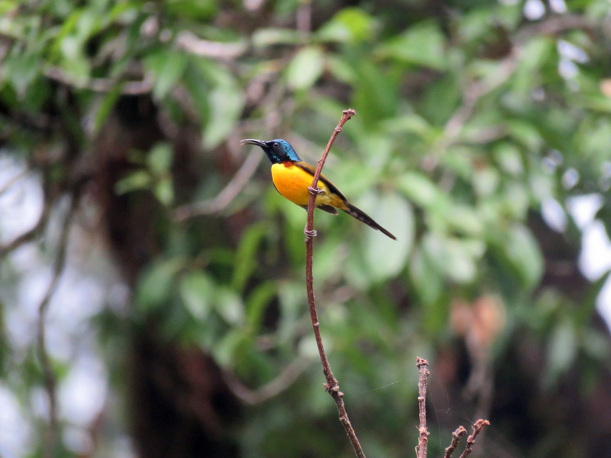 Green-tailed Sunbird - Ritvik Singh