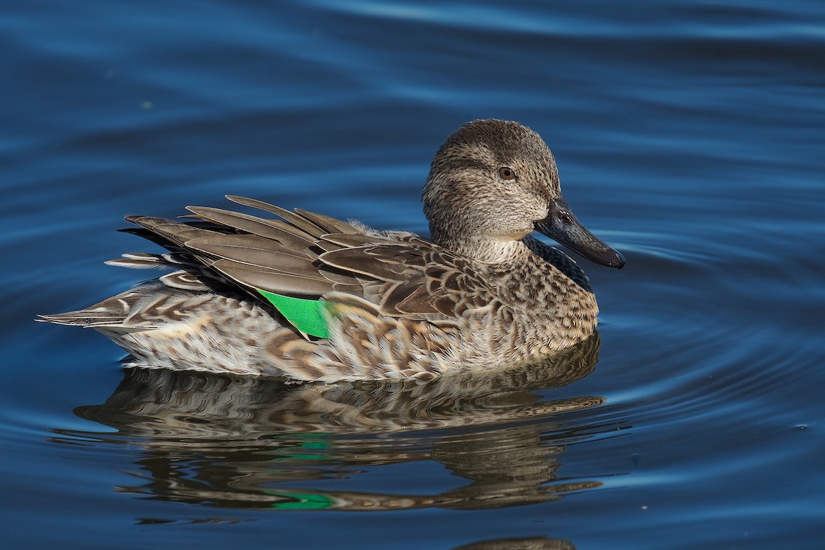 Green-winged Teal - ML390504541