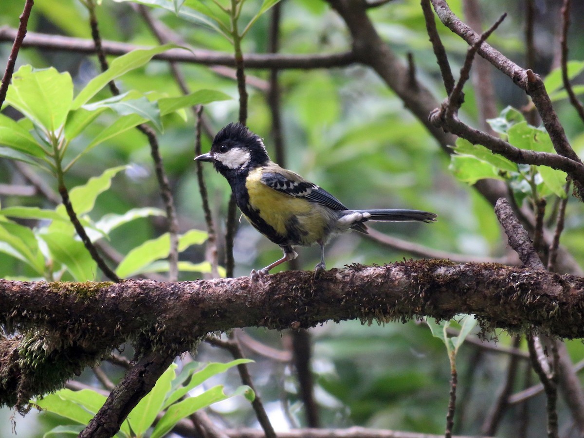 Green-backed Tit - ML39050461
