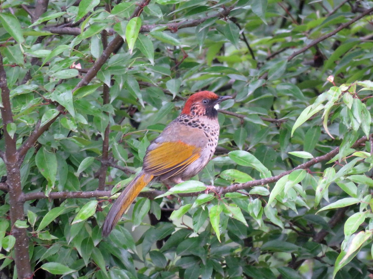 Chestnut-crowned Laughingthrush - ML39050521