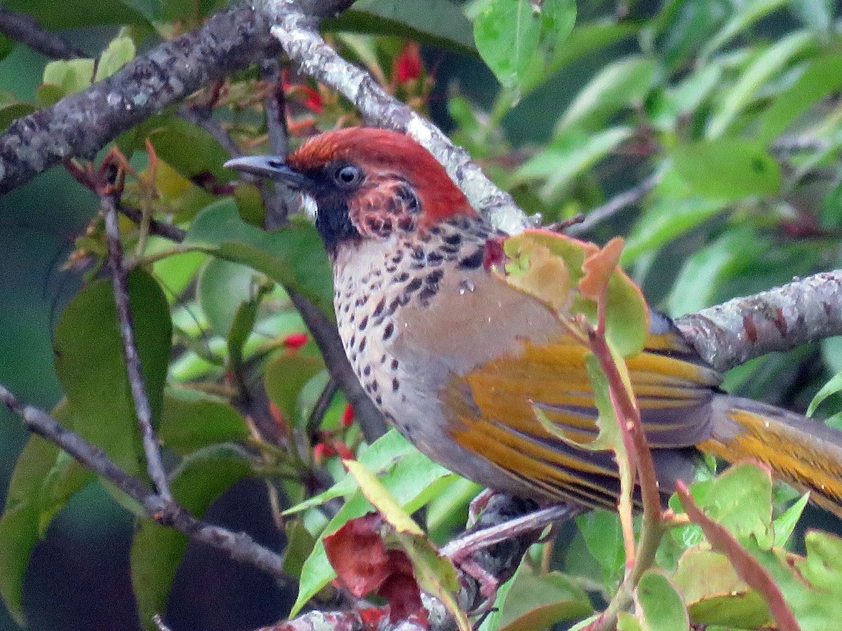 Chestnut-crowned Laughingthrush - ML39050561