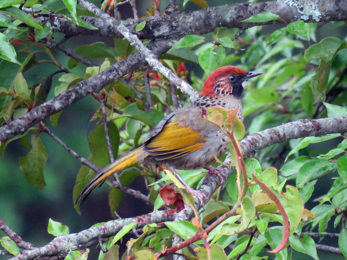 Chestnut-crowned Laughingthrush - ML39050571