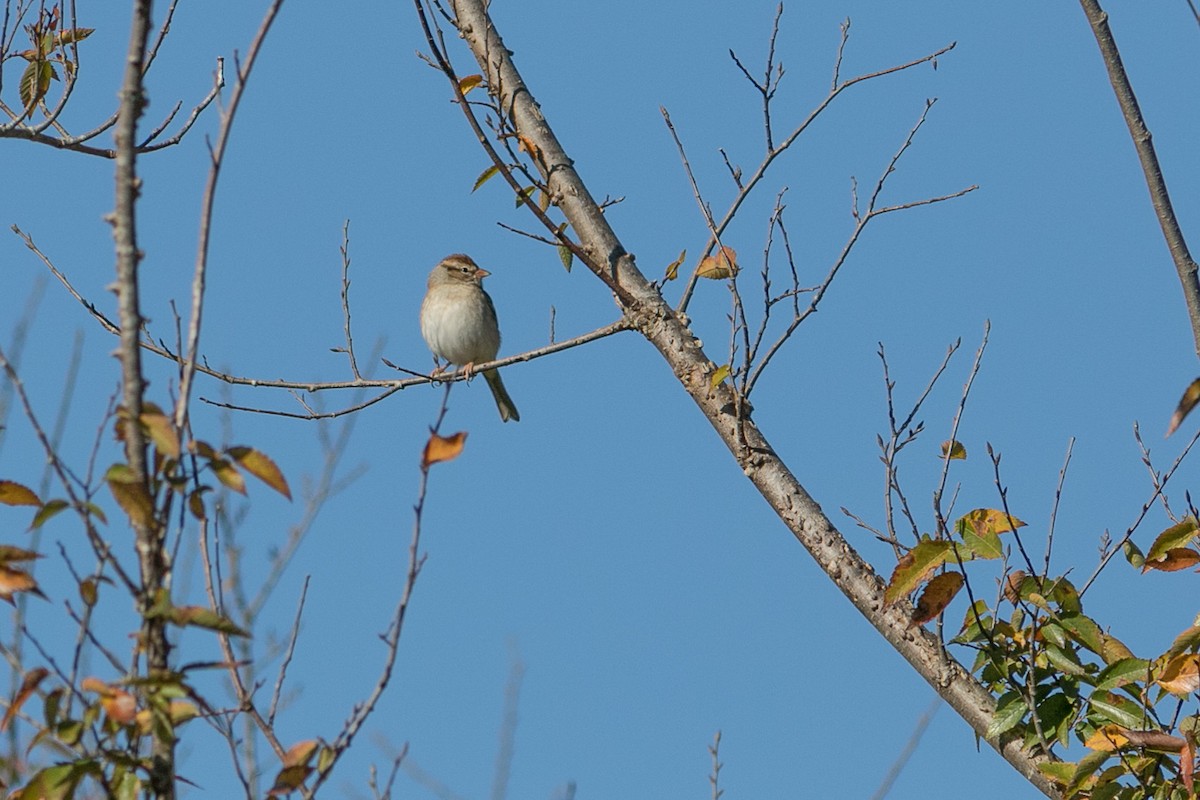 Chipping Sparrow - ML390507421