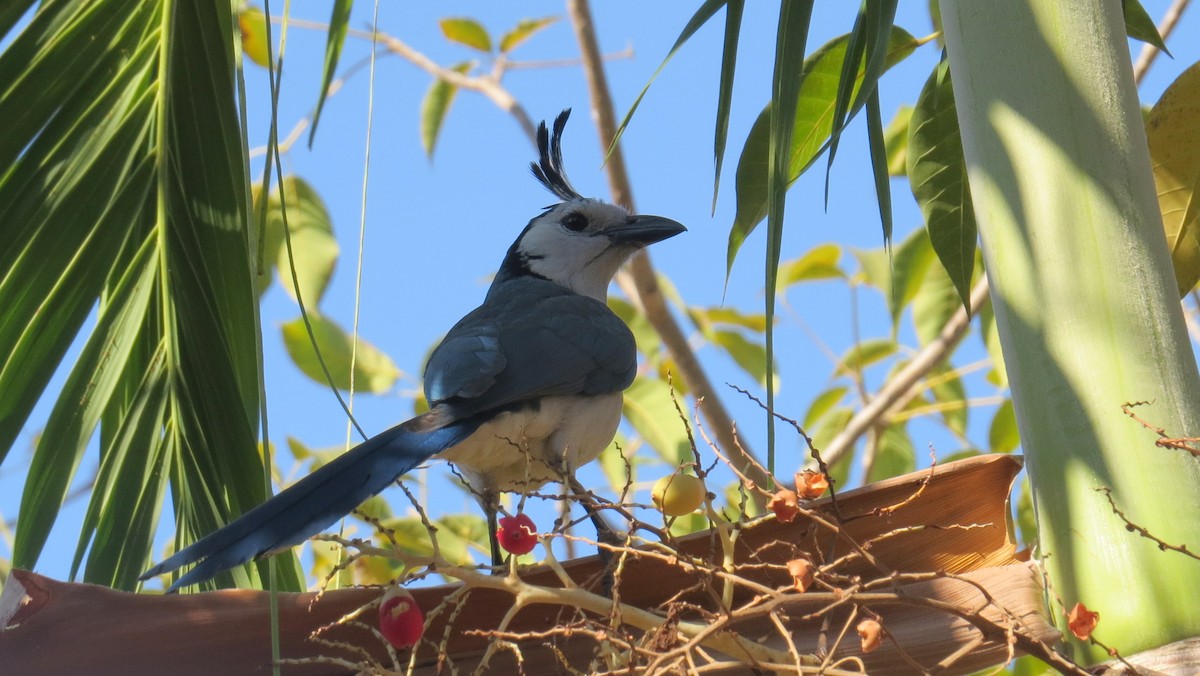 White-throated Magpie-Jay - ML39052061