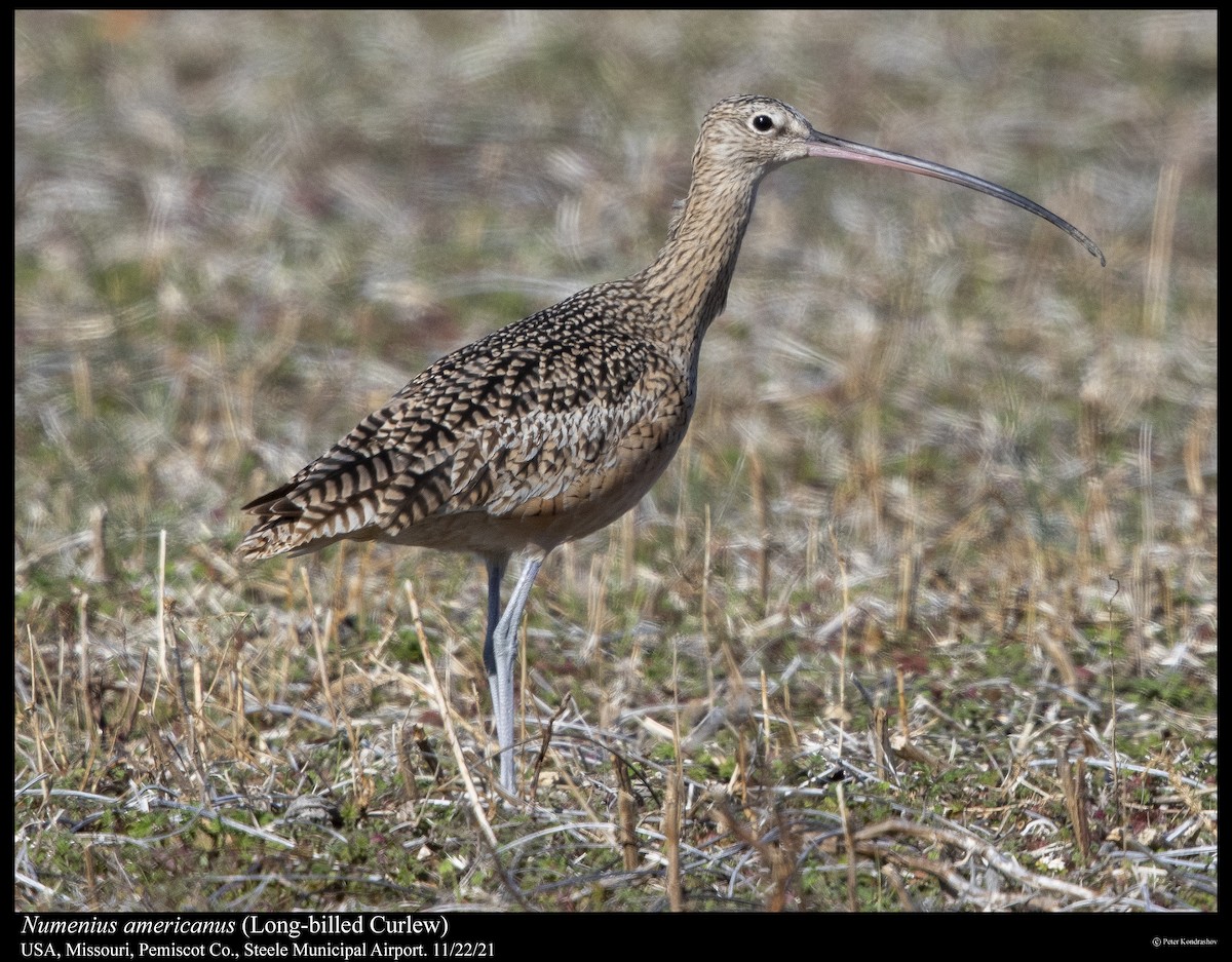 Long-billed Curlew - ML390528601