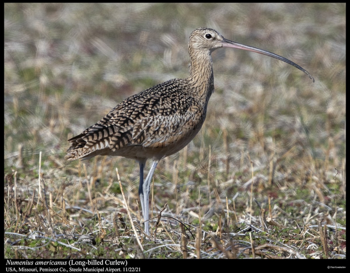 Long-billed Curlew - ML390528621
