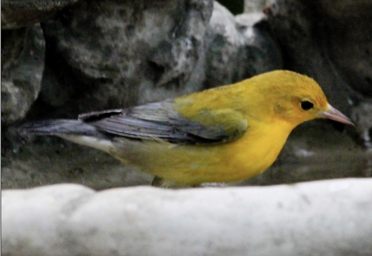 Prothonotary Warbler - ML390529691