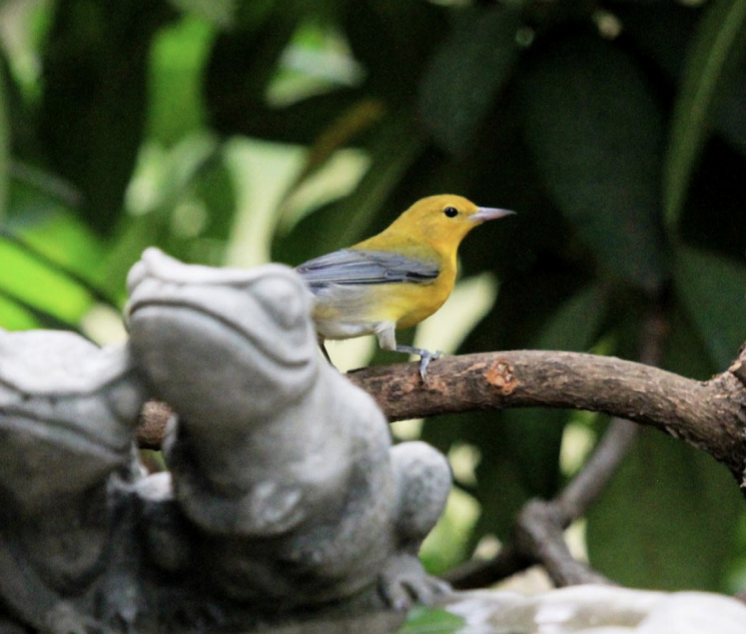 Prothonotary Warbler - ML390529741
