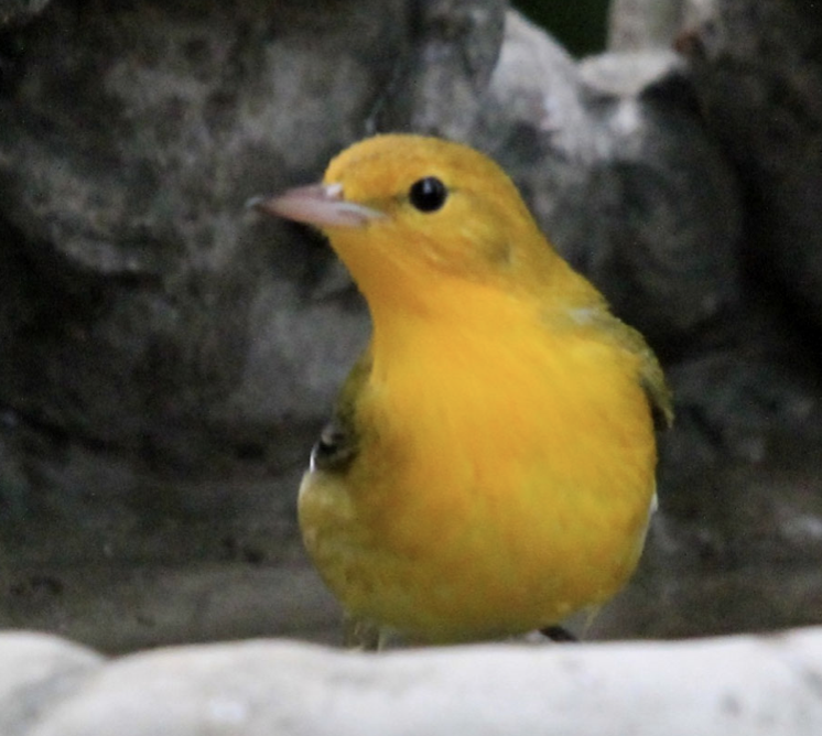 Prothonotary Warbler - ML390529761