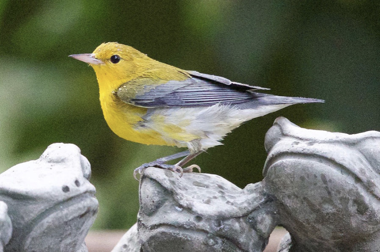 Prothonotary Warbler - ML390529771
