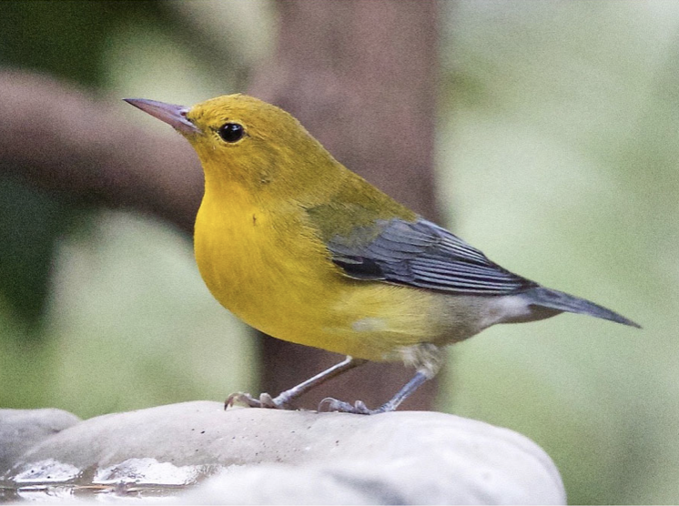 Prothonotary Warbler - ML390529801